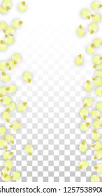 Vector Realistic Pink Petals Falling on Transparent Background.  Spring Romantic Flowers Illustration. Flying Petals. Sakura Spa Design.  Blossom Confetti. Design Elements for  8 March Card.