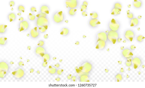 Vector Realistic Pink Petals Falling on Transparent Background.  Spring Romantic Flowers Illustration. Flying Petals. Sakura Spa Design.  Blossom Confetti. Design Elements for  Wedding Decoration.