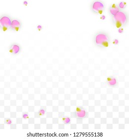 Vector Realistic Pink Petals Falling on Transparent Background.  Spring Romantic Flowers Illustration. Flying Petals. Sakura Spa Design.  Blossom Confetti. Design Elements for  Wedding Decoration.