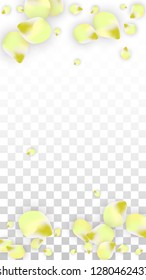 Vector Realistic Pink Petals Falling on Transparent Background.  Spring Romantic Flowers Illustration. Flying Petals. 