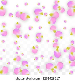 Vector Realistic Pink Petals Falling on Transparent Background.  Spring Romantic Flowers Illustration. Flying Petals. Sakura Spa Design.  Blossom Confetti. Design Elements for  Mother's Day.