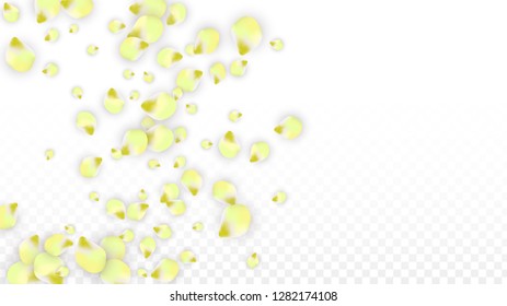 Vector Realistic Pink Petals Falling on Transparent Background.  Spring Romantic Flowers Illustration. Flying Petals. Sakura Spa Design.  Blossom Confetti. Design Elements for  St. Valentine Day.