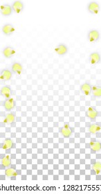 Vector Realistic Pink Petals Falling on Transparent Background.  Spring Romantic Flowers Illustration. Flying Petals. Sakura Spa Design.  Blossom Confetti. Design Elements for  Mother's Day.