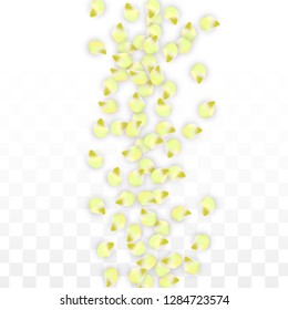 Vector Realistic Pink Petals Falling on Transparent Background.  Spring Romantic Flowers Illustration. Flying Petals. Sakura Spa Design.  Blossom Confetti. Design Elements for  Wedding Decoration.