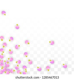 Vector Realistic Pink Petals Falling on Transparent Background.  Spring Romantic Flowers Illustration. Flying Petals. Sakura Spa Design.  Blossom Confetti. Design Elements for  Poster Design. 