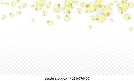 Vector Realistic Pink Petals Falling on Transparent Background.  Spring Romantic Flowers Illustration. Flying Petals. Sakura Spa Design.  Blossom Confetti. Design Elements for  Wedding Decoration.
