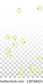 Vector Realistic Pink Petals Falling on Transparent Background.  Spring Romantic Flowers Illustration. Flying Petals. Sakura Spa Design.  Blossom Confetti. Design Elements for  St. Valentine Day.