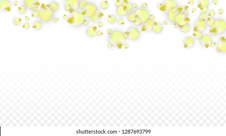 Vector Realistic Pink Petals Falling on Transparent Background.  Spring Romantic Flowers Illustration. Flying Petals. Sakura Spa Design.  Blossom Confetti. Design Elements for  Poster Design. 