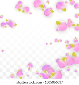 Vector Realistic Pink Petals Falling on Transparent Background.  Spring Romantic Flowers Illustration. Flying Petals. Sakura Spa Design.  Blossom Confetti. Design Elements for  8 March Card.