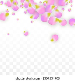 Vector Realistic Pink Petals Falling on Transparent Background.  Spring Romantic Flowers Illustration. Flying Petals. Sakura Spa Design.  Blossom Confetti. Design Elements for  Wedding Decoration.