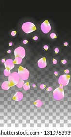 Vector Realistic Pink Petals Falling on Transparent Background.  Spring Romantic Flowers Illustration. Flying Petals. Sakura Spa Design.  Blossom Confetti. Design Elements for  Poster Design. 