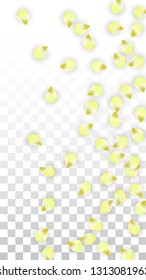 Vector Realistic Pink Petals Falling on Transparent Background.  Spring Romantic Flowers Illustration. Flying Petals. Sakura Spa Design.  Blossom Confetti. Design Elements for  8 March Card.