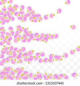 Vector Realistic Pink Petals Falling on Transparent Background.  Spring Romantic Flowers Illustration. Flying Petals. Sakura Spa Design.  Blossom Confetti. Design Elements for  Poster Design. 