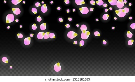 Vector Realistic Pink Petals Falling on Transparent Background.  Spring Romantic Flowers Illustration. Flying Petals. Sakura Spa Design.  Blossom Confetti. Design Elements for  8 March Card.