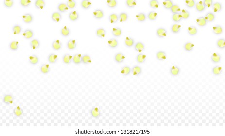 Vector Realistic Pink Petals Falling on Transparent Background.  Spring Romantic Flowers Illustration. Flying Petals. Sakura Spa Design.  Blossom Confetti. Design Elements for  8 March Card.