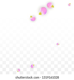 Vector Realistic Pink Petals Falling on Transparent Background.  Spring Romantic Flowers Illustration. Flying Petals. Sakura Spa Design.  Blossom Confetti. Design Elements for  St. Valentine Day.