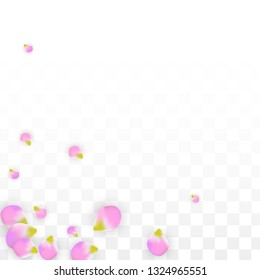 Vector Realistic Pink Petals Falling on Transparent Background.  Spring Romantic Flowers Illustration. Flying Petals. Sakura Spa Design.  Blossom Confetti. Design Elements for  Poster Design. 