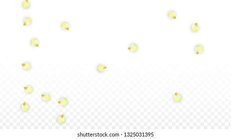 Vector Realistic Pink Petals Falling on Transparent Background.  Spring Romantic Flowers Illustration. Flying Petals. Sakura Spa Design.  Blossom Confetti. Design Elements for  Mother's Day.