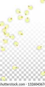 Vector Realistic Pink Petals Falling on Transparent Background.  Spring Romantic Flowers Illustration. Flying Petals. Sakura Spa Design.  Blossom Confetti. Design Elements for  Mother's Day.