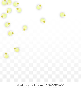 Vector Realistic Pink Petals Falling on Transparent Background.  Spring Romantic Flowers Illustration. Flying Petals. Sakura Spa Design.  Blossom Confetti. Design Elements for  St. Valentine Day.