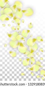 Vector Realistic Pink Petals Falling on Transparent Background.  Spring Romantic Flowers Illustration. Flying Petals. Sakura Spa Design.  Blossom Confetti. Design Elements for  Mother's Day.