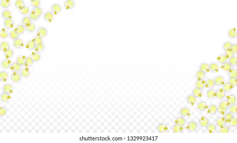 Vector Realistic Pink Petals Falling on Transparent Background.  Spring Romantic Flowers Illustration. Flying Petals. Sakura Spa Design.  Blossom Confetti. Design Elements for  Mother's Day.