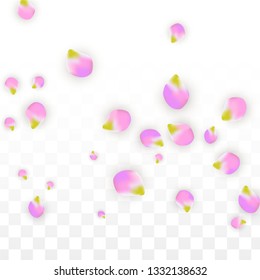 Vector Realistic Pink Petals Falling on Transparent Background.  Spring Romantic Flowers Illustration. Flying Petals. Sakura Spa Design.  Blossom Confetti. Design Elements for  8 March Card.
