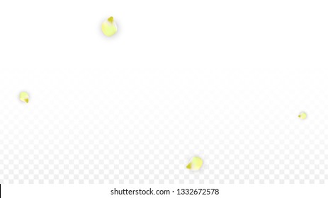 Vector Realistic Pink Petals Falling on Transparent Background.  Spring Romantic Flowers Illustration. Flying Petals. Sakura Spa Design.  Blossom Confetti. Design Elements for  Mother's Day.