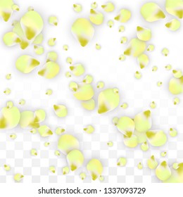 Vector Realistic Pink Petals Falling on Transparent Background.  Spring Romantic Flowers Illustration. Flying Petals. Sakura Spa Design.  Blossom Confetti. Design Elements for  St. Valentine Day.