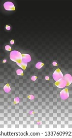 Vector Realistic Pink Petals Falling on Transparent Background.  Spring Romantic Flowers Illustration. Flying Petals. Sakura Spa Design.  Blossom Confetti. Design Elements for  St. Valentine Day.