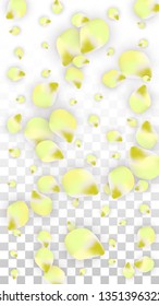Vector Realistic Pink Petals Falling on Transparent Background.  Spring Romantic Flowers Illustration. Flying Petals. Sakura Spa Design.  Blossom Confetti. Design Elements for  Poster Design. 