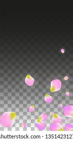 Vector Realistic Pink Petals Falling on Transparent Background.  Spring Romantic Flowers Illustration. Flying Petals. Sakura Spa Design.  Blossom Confetti. Design Elements for  Poster Design. 