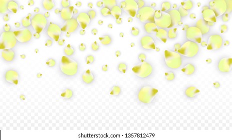 Vector Realistic Pink Petals Falling on Transparent Background.  Spring Romantic Flowers Illustration. Flying Petals. Sakura Spa Design.  Blossom Confetti. Design Elements for  Mother's Day.