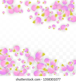 Vector Realistic Pink Petals Falling on Transparent Background.  Spring Romantic Flowers Illustration. Flying Petals. Sakura Spa Design.  Blossom Confetti. Design Elements for  Wedding Decoration.