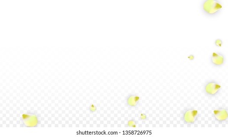 Vector Realistic Pink Petals Falling on Transparent Background.  Spring Romantic Flowers Illustration. Flying Petals. Sakura Spa Design.  Blossom Confetti. Design Elements for  Mother's Day.