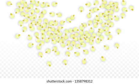 Vector Realistic Pink Petals Falling on Transparent Background.  Spring Romantic Flowers Illustration. Flying Petals. Sakura Spa Design.  Blossom Confetti. Design Elements for  Poster Design. 