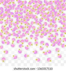 Vector Realistic Pink Petals Falling on Transparent Background.  Spring Romantic Flowers Illustration. Flying Petals. Sakura Spa Design.  Blossom Confetti. Design Elements for  Poster Design. 