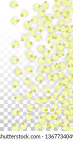 Vector Realistic Pink Petals Falling on Transparent Background.  Spring Romantic Flowers Illustration. Flying Petals. Sakura Spa Design.  Blossom Confetti. Design Elements for  St. Valentine Day.