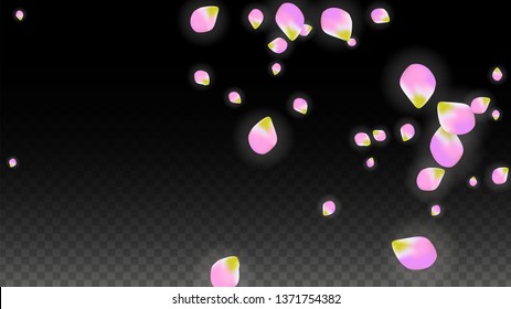 Vector Realistic Pink Petals Falling on Transparent Background.  Spring Romantic Flowers Illustration. Flying Petals. Sakura Spa Design.  Blossom Confetti. Design Elements for  Wedding Decoration.