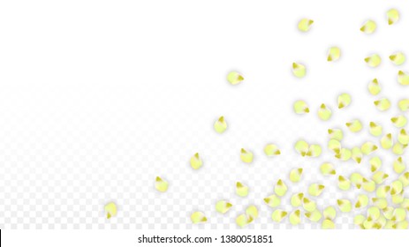 Vector Realistic Pink Petals Falling on Transparent Background.  Spring Romantic Flowers Illustration. Flying Petals. Sakura Spa Design.  Blossom Confetti. Design Elements for  8 March Card.