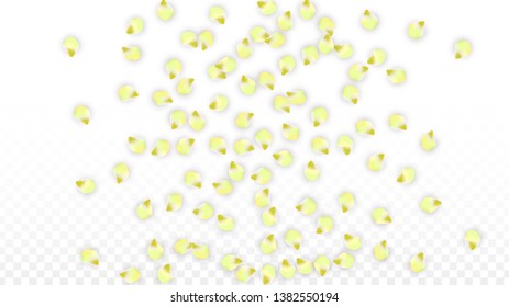 Vector Realistic Pink Petals Falling on Transparent Background.  Spring Romantic Flowers Illustration. Flying Petals. Sakura Spa Design.  Blossom Confetti. Design Elements for  Wedding Decoration.