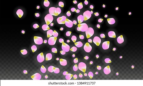 Vector Realistic Pink Petals Falling on Transparent Background.  Spring Romantic Flowers Illustration. Flying Petals. Sakura Spa Design.  Blossom Confetti. Design Elements for  8 March Card.