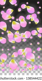 Vector Realistic Pink Petals Falling on Transparent Background.  Spring Romantic Flowers Illustration. Flying Petals. Sakura Spa Design.  Blossom Confetti. Design Elements for  8 March Card.