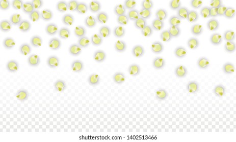 Vector Realistic Pink Petals Falling on Transparent Background.  Spring Romantic Flowers Illustration. Flying Petals. Sakura Spa Design.  Blossom Confetti. Design Elements for  Mother's Day.