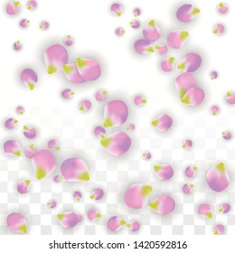 Vector Realistic Pink Petals Falling on Transparent Background.  Spring Romantic Flowers Illustration. Flying Petals. Sakura Spa Design.  Blossom Confetti. Design Elements for  St. Valentine Day.