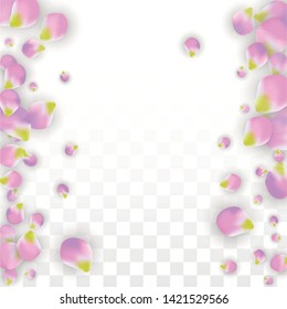 Vector Realistic Pink Petals Falling on Transparent Background.  Spring Romantic Flowers Illustration. Flying Petals. Sakura Spa Design.  Blossom Confetti. Design Elements for  Wedding Decoration.