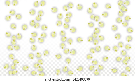 Vector Realistic Pink Petals Falling on Transparent Background.  Spring Romantic Flowers Illustration. Flying Petals. Sakura Spa Design.  Blossom Confetti. Design Elements for  Mother's Day.
