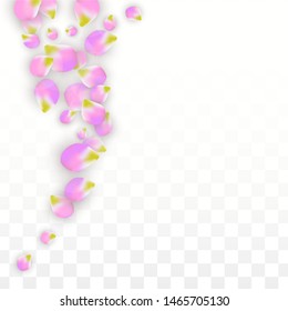 Vector Realistic Pink Petals Falling on Transparent Background.  Spring Romantic Flowers Illustration. Flying Petals. Sakura Spa Design.  Blossom Confetti. Design Elements for  St. Valentine Day.