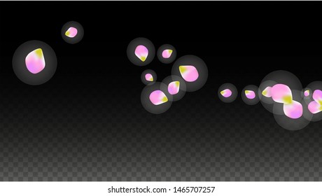 Vector Realistic Pink Petals Falling on Transparent Background.  Spring Romantic Flowers Illustration. Flying Petals. Sakura Spa Design.  Blossom Confetti. Design Elements for  8 March Card.