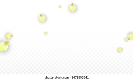 Vector Realistic Pink Petals Falling on Transparent Background.  Spring Romantic Flowers Illustration. Flying Petals. Sakura Spa Design.  Blossom Confetti. Design Elements for  Wedding Decoration.